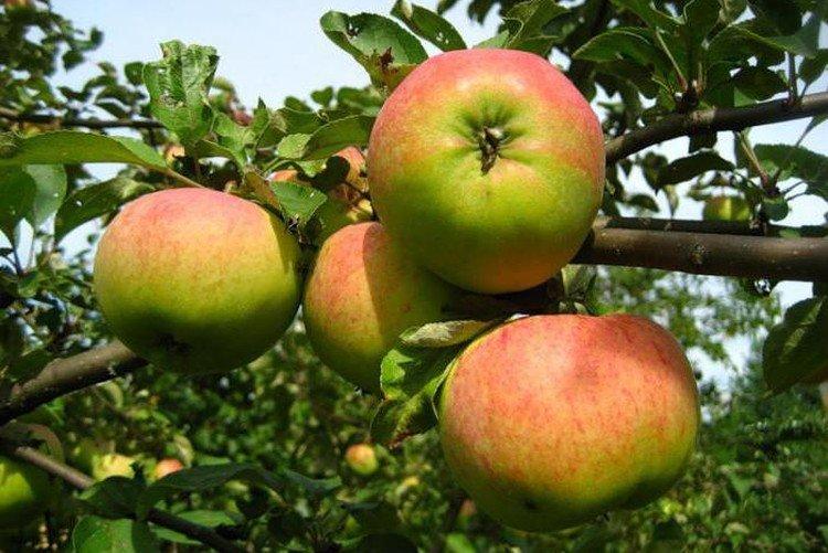 Орловим - Самые сладкие сорта яблок для Подмосковья