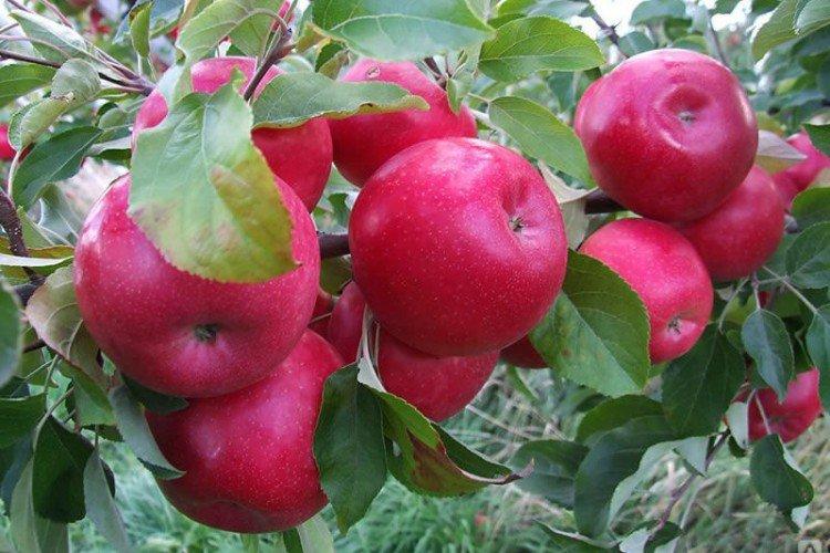 Красное раннее - Летние сорта яблонь
