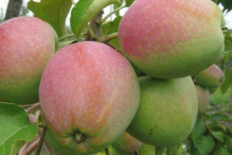 Синап орловский - Зимние сорта яблонь