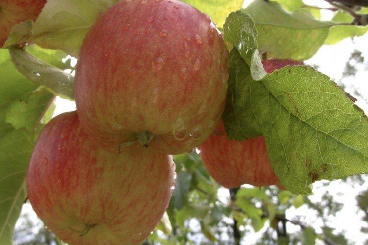 Линда - Зимние сорта яблонь