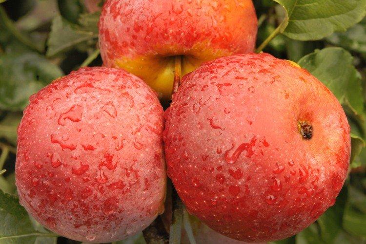 Флорина - Красные сорта яблонь
