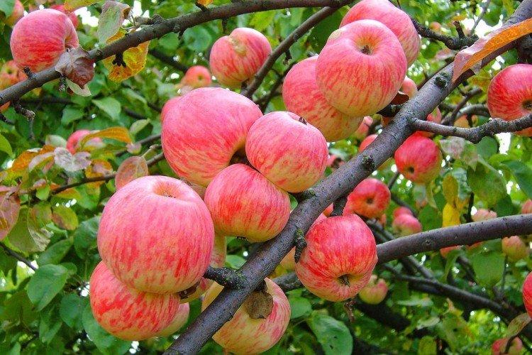 Мельба - Красные сорта яблонь