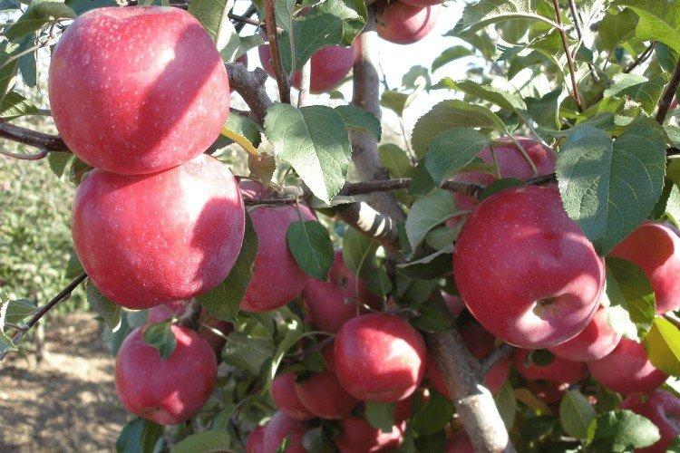 Фуджи - Красные сорта яблонь