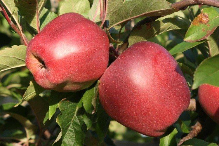 Глостер Йорк - Красные сорта яблонь