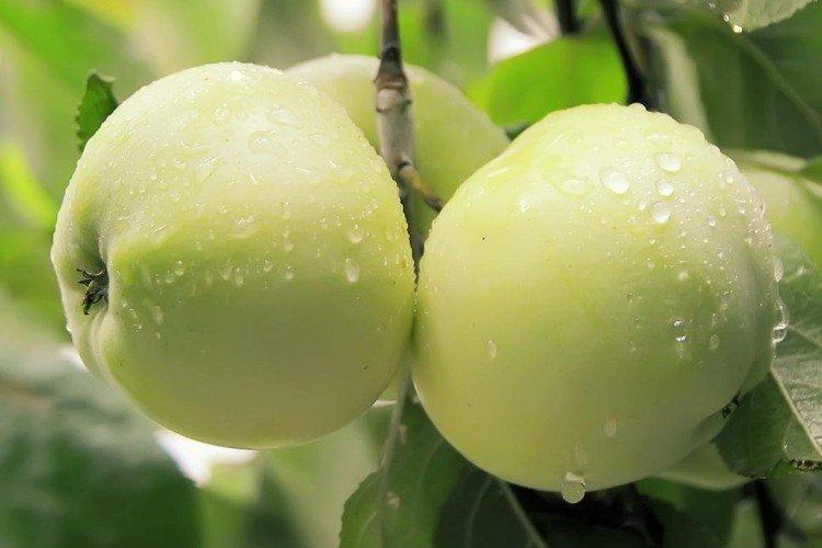 Антоновка - Зеленые сорта яблонь