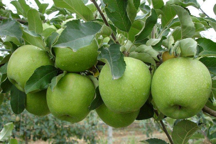 Гренни Смит - Зеленые сорта яблонь