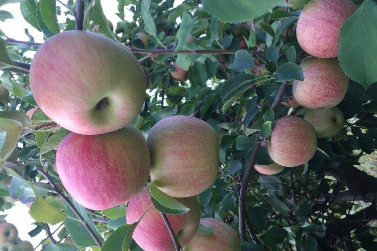 Чемпион - Самые высокоурожайные сорта яблок