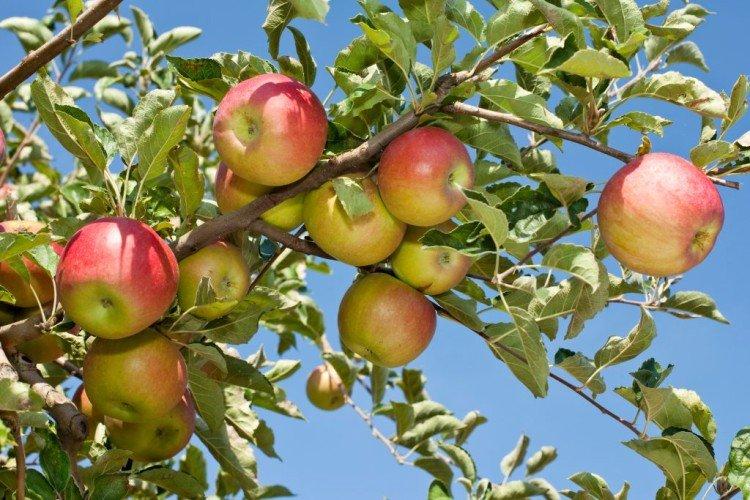 Имрус - Самые высокоурожайные сорта яблок