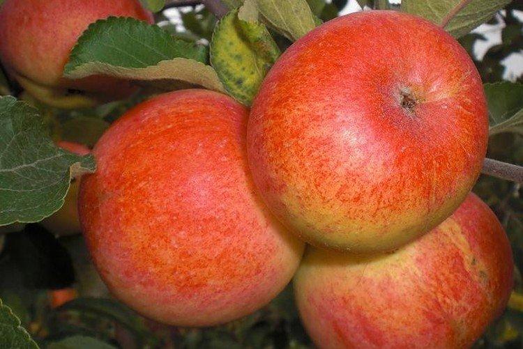 Солнышко - Самые высокоурожайные сорта яблок