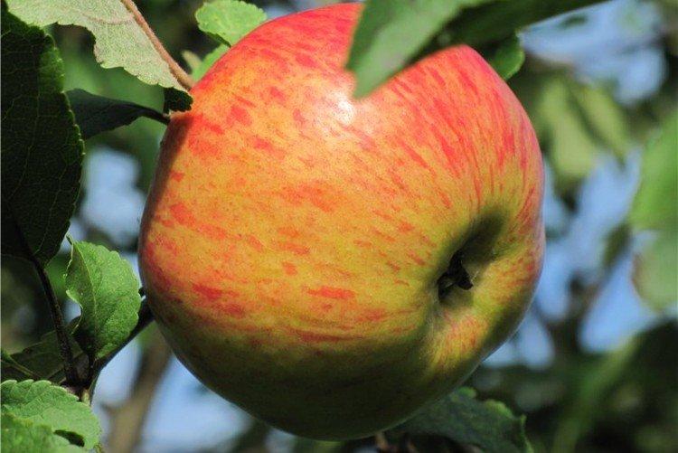 Медуница - Самые сладкие сорта яблок