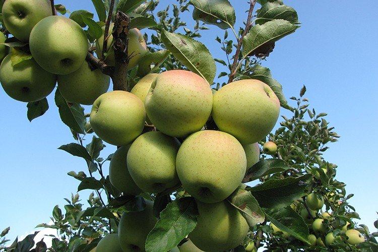Голден Делишес - Самые сладкие сорта яблок