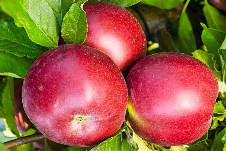 Белорусское сладкое - Самые сладкие сорта яблок