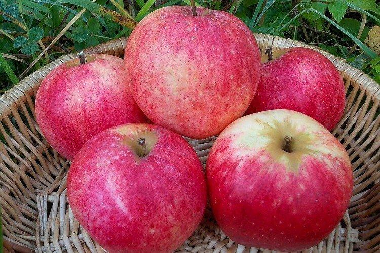 Штрифель - Лучшие сорта яблонь для Подмосковья