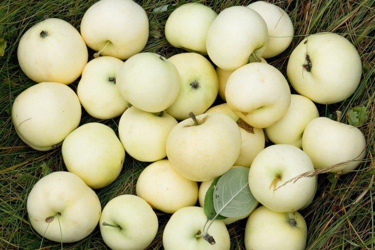 Белый налив - Лучшие сорта яблонь для Подмосковья