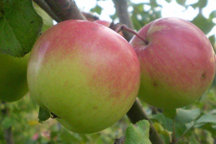 Богатырь - Лучшие сорта яблонь для Подмосковья