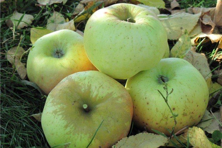Ренет Черненко - Лучшие сорта яблонь для Ленинградской области