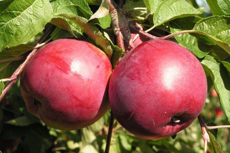 Антей - Лучшие сорта яблонь для Ленинградской области