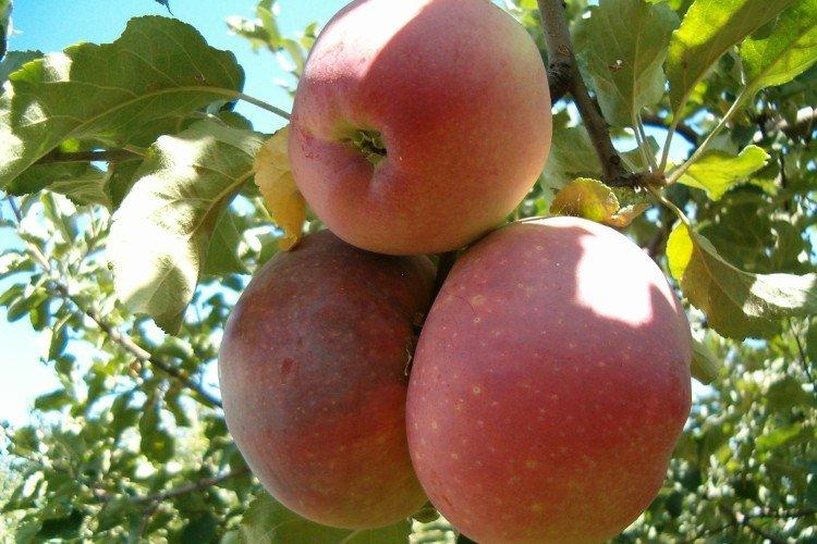 Дружба - Лучшие сорта яблонь для Ленинградской области