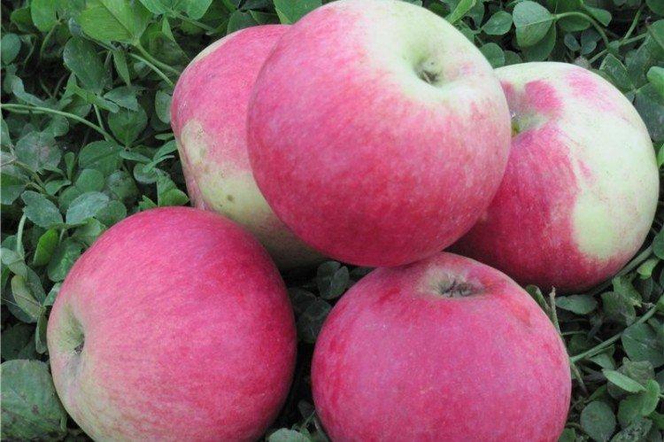 Аэлита - Лучшие сорта яблонь для Ленинградской области