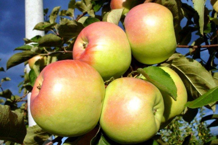 Синап орловский - Зимние сорта зеленых яблонь