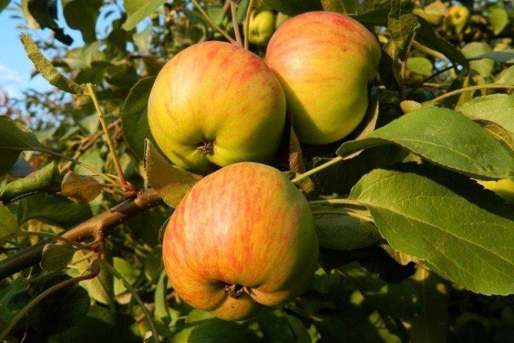 Кутузовец - Зимние сорта зеленых яблонь