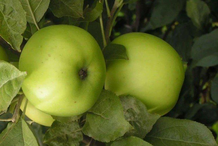 Коштеля - Зимние сорта зеленых яблонь