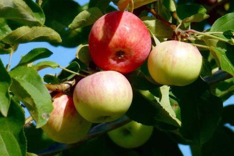 Пепин шафранный - Самые высокоурожайные сорта зеленых яблок