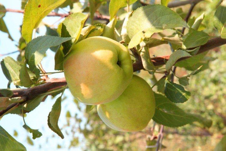 Дачное - Лучшие сорта зеленых яблок для Подмосковья