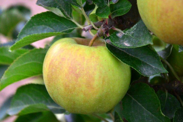 Золотой поток - Лучшие сорта зеленых яблок для Подмосковья