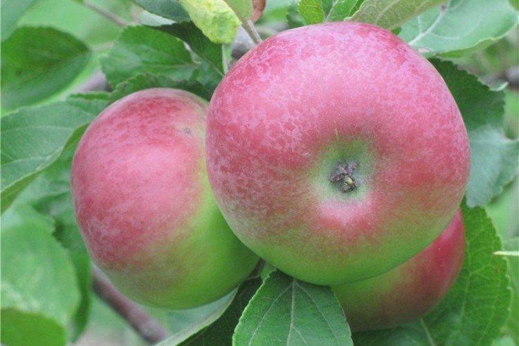Бессемянка - Лучшие сорта зеленых яблок для Урала и Сибири
