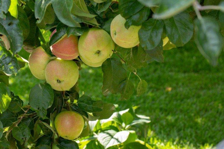 названия сортов зеленых яблок
