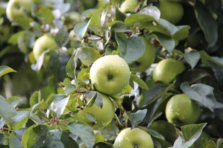 Кустовая кроха - Лучшие сорта зеленых яблок для Урала и Сибири