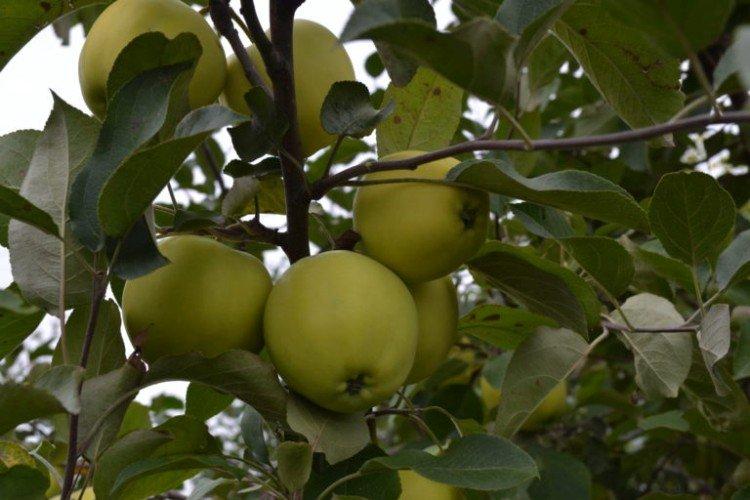 Янтарь - Лучшие сорта зеленых яблок для Урала и Сибири