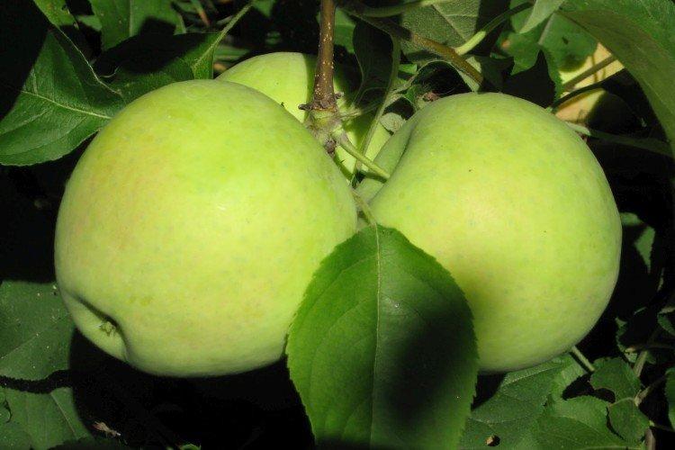 Русский розмарин - Лучшие сорта зеленых яблок для Ленинградской области