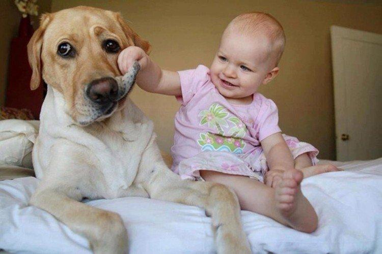 Поиграем в стоматологов - Маленькие дети и их большие собаки