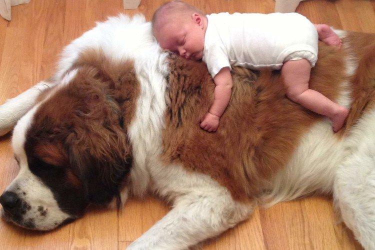 Вместо мягкой подушки - Маленькие дети и их большие собаки