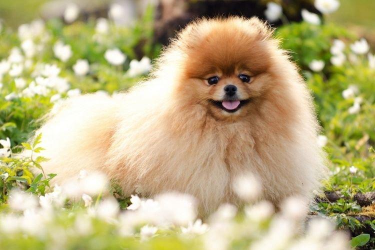 Что за порода собак маленькие беленькие пушистые в китае