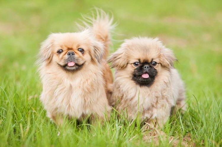 Какие есть породы собак маленьких гладкошерстных собак