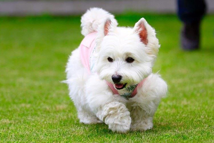 Декоративная собака с большими ушами порода