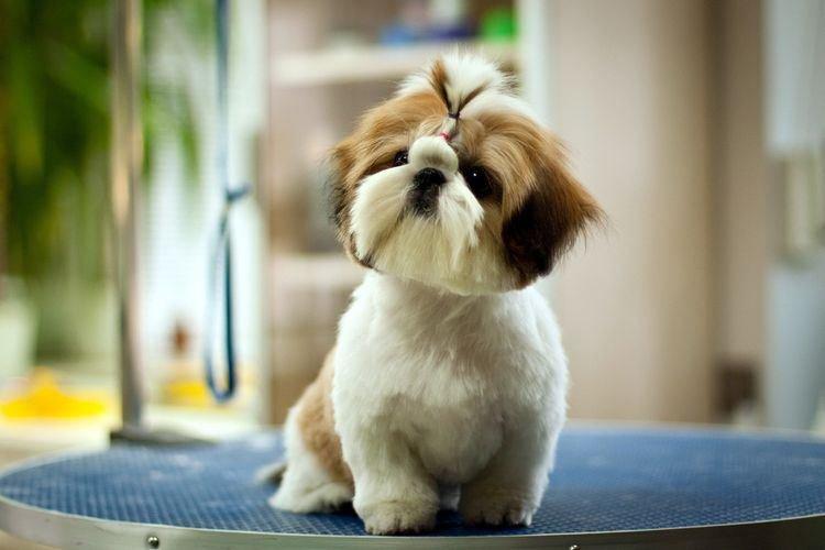 Декоративная собака с большими ушами порода