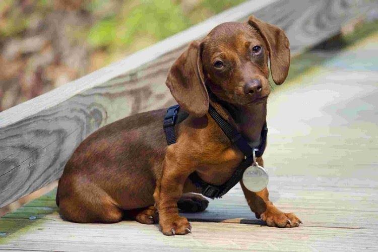Самая красивая порода собак в мире топ 10 маленьких шпиц