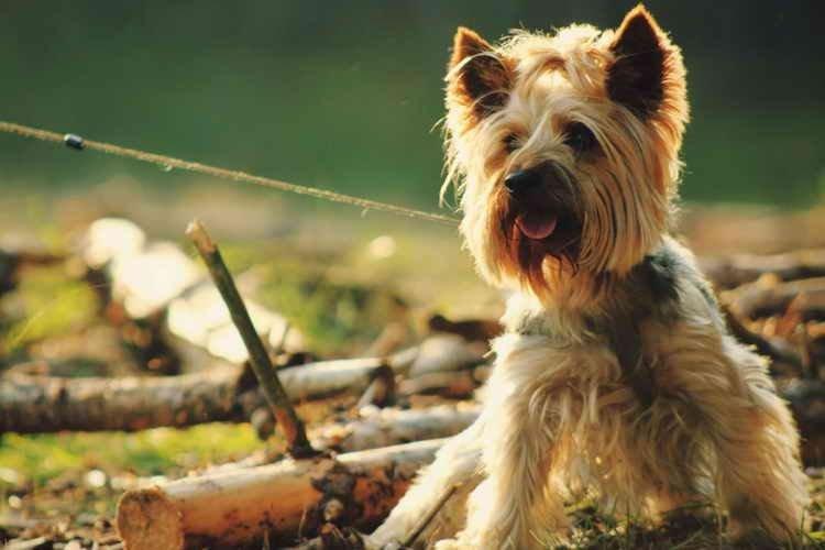 Йоркширский терьер - Маленькие породы собак