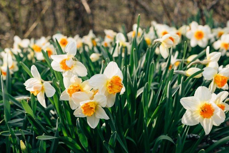 Нарциссы - Многолетние цветы для дачи