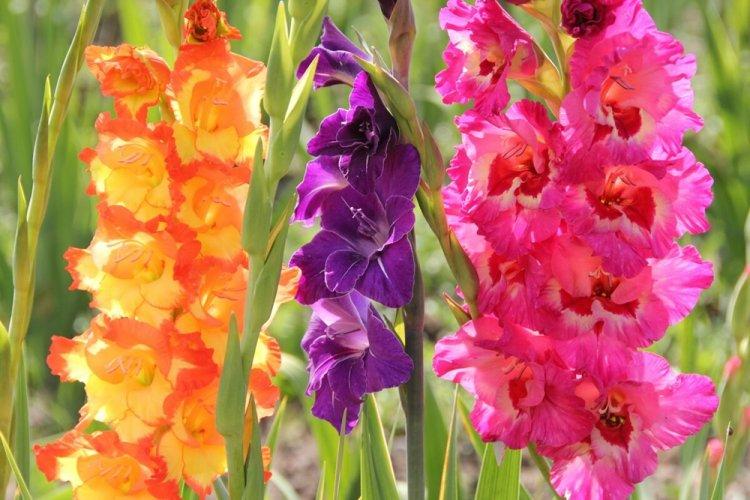 Гладиолусы - Многолетние цветы для дачи