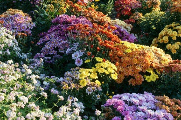 Хризантемы - Многолетние цветы для дачи