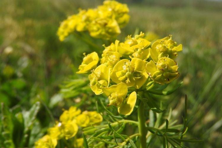 Молочай - Народные средства от грибка ногтей