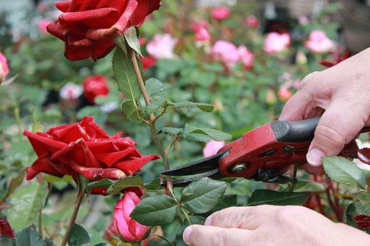 Обрезка роз весной: пошаговая инструкция для начинающих