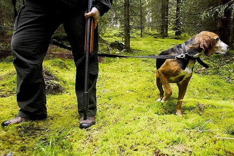Охотничьи породы собак: 15 фото с названиями