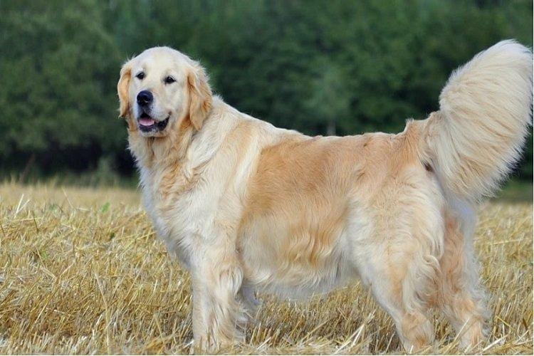 Золотистый ретривер - охотничьи породы собак