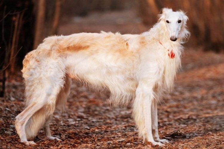 Русская псовая борзая - охотничьи породы собак